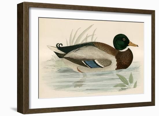 Mallard-Beverley R. Morris-Framed Giclee Print