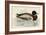 Mallard-Beverley R. Morris-Framed Giclee Print