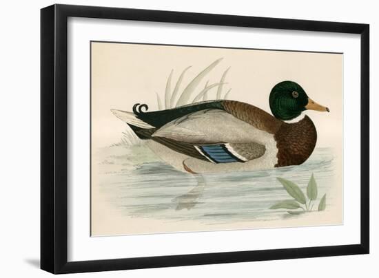 Mallard-Beverley R. Morris-Framed Giclee Print