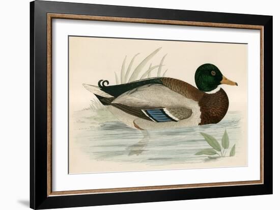 Mallard-Beverley R. Morris-Framed Giclee Print