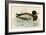 Mallard-Beverley R. Morris-Framed Giclee Print