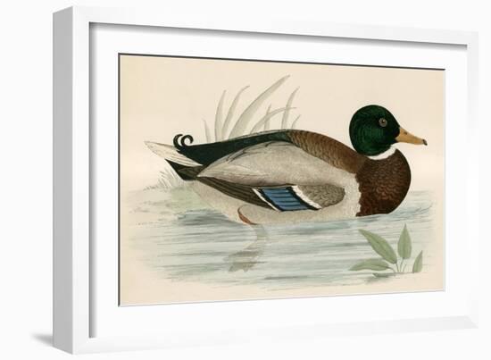 Mallard-Beverley R. Morris-Framed Giclee Print