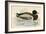 Mallard-Beverley R. Morris-Framed Giclee Print