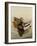 Mallard-Harro Maass-Framed Giclee Print