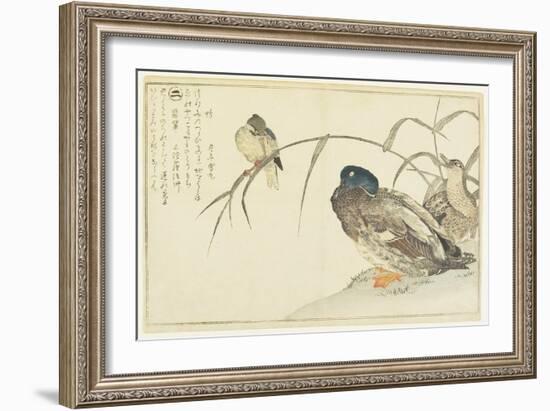 Mallards and a Kingfisher, 1790-Kitagawa Utamaro-Framed Giclee Print