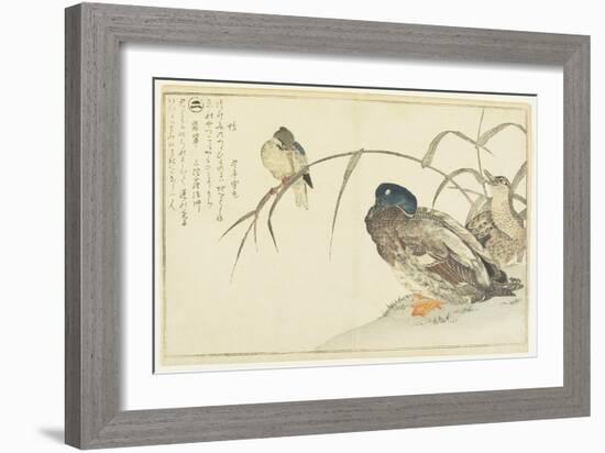 Mallards and a Kingfisher, 1790-Kitagawa Utamaro-Framed Giclee Print