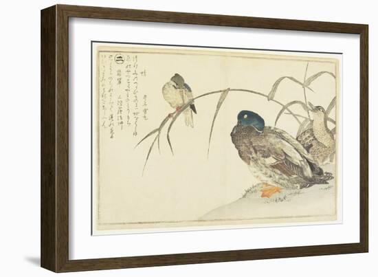 Mallards and a Kingfisher, 1790-Kitagawa Utamaro-Framed Giclee Print