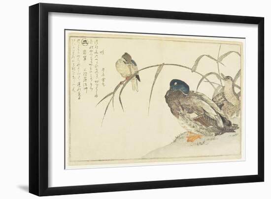 Mallards and a Kingfisher, 1790-Kitagawa Utamaro-Framed Giclee Print