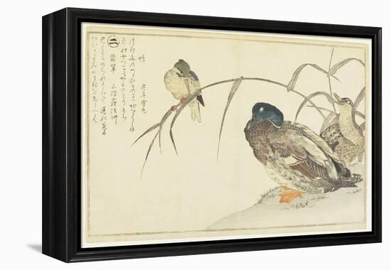 Mallards and a Kingfisher, 1790-Kitagawa Utamaro-Framed Premier Image Canvas