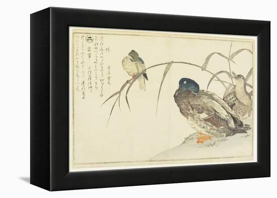 Mallards and a Kingfisher, 1790-Kitagawa Utamaro-Framed Premier Image Canvas