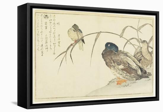 Mallards and a Kingfisher, 1790-Kitagawa Utamaro-Framed Premier Image Canvas