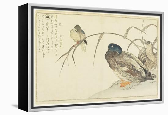 Mallards and a Kingfisher, 1790-Kitagawa Utamaro-Framed Premier Image Canvas