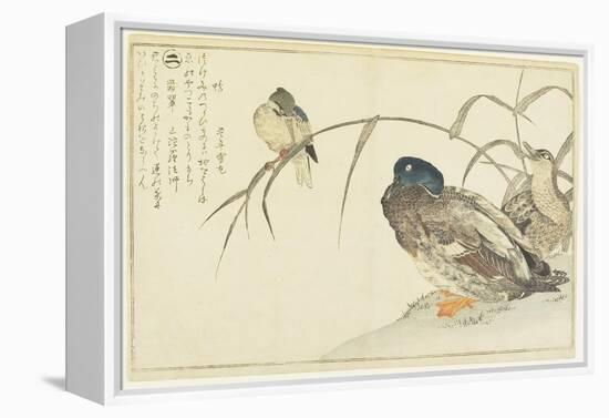 Mallards and a Kingfisher, 1790-Kitagawa Utamaro-Framed Premier Image Canvas