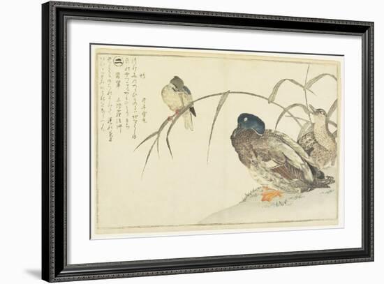 Mallards and a Kingfisher, 1790-Kitagawa Utamaro-Framed Giclee Print