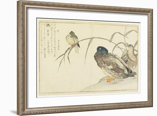 Mallards and a Kingfisher, 1790-Kitagawa Utamaro-Framed Giclee Print