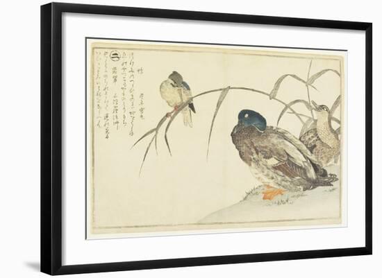 Mallards and a Kingfisher, 1790-Kitagawa Utamaro-Framed Giclee Print