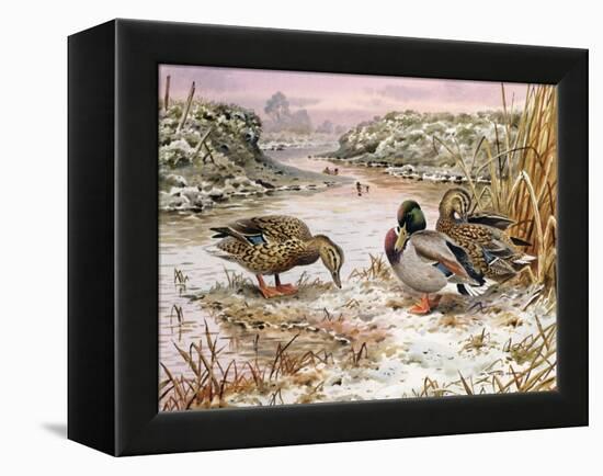 Mallards in a Quiet Corner-Carl Donner-Framed Premier Image Canvas