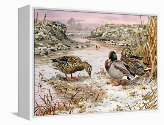 Mallards in a Quiet Corner-Carl Donner-Framed Premier Image Canvas