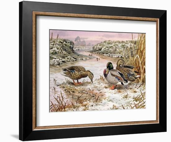 Mallards in a Quiet Corner-Carl Donner-Framed Giclee Print