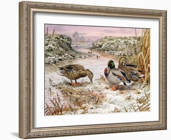 Mallards in a Quiet Corner-Carl Donner-Framed Giclee Print