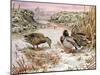 Mallards in a Quiet Corner-Carl Donner-Mounted Giclee Print