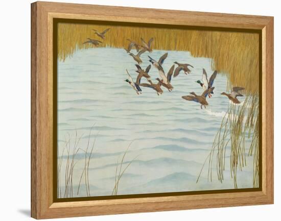 Mallards in Autumn, 1941 (Oil on Canvas)-Newell Convers Wyeth-Framed Premier Image Canvas