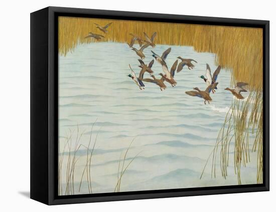 Mallards in Autumn, 1941 (Oil on Canvas)-Newell Convers Wyeth-Framed Premier Image Canvas