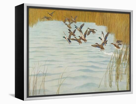 Mallards in Autumn, 1941 (Oil on Canvas)-Newell Convers Wyeth-Framed Premier Image Canvas