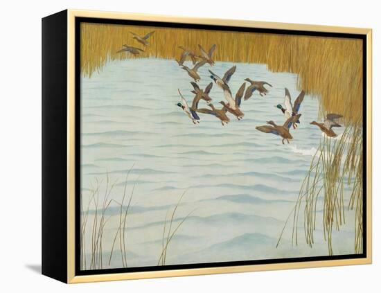 Mallards in Autumn, 1941 (Oil on Canvas)-Newell Convers Wyeth-Framed Premier Image Canvas