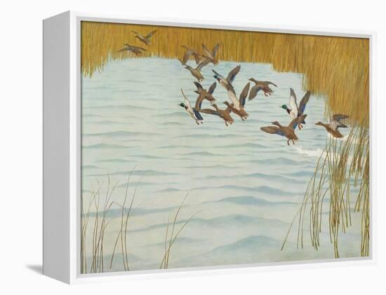 Mallards in Autumn, 1941 (Oil on Canvas)-Newell Convers Wyeth-Framed Premier Image Canvas