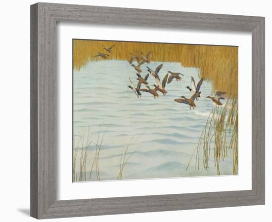 Mallards in Autumn, 1941 (Oil on Canvas)-Newell Convers Wyeth-Framed Giclee Print