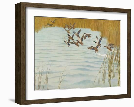 Mallards in Autumn, 1941 (Oil on Canvas)-Newell Convers Wyeth-Framed Giclee Print