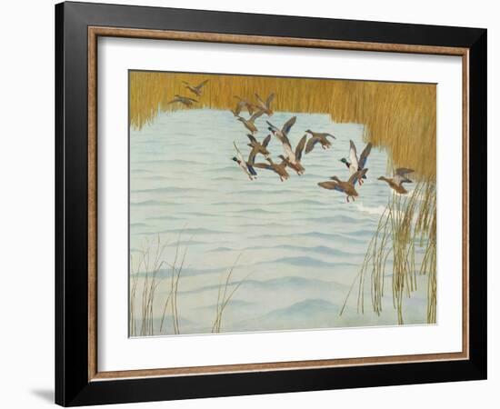 Mallards in Autumn, 1941 (Oil on Canvas)-Newell Convers Wyeth-Framed Giclee Print