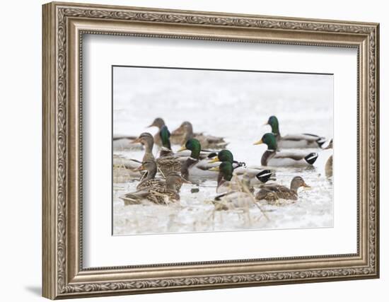 Mallards in Wetland in Winter, Marion, Illinois, Usa-Richard ans Susan Day-Framed Photographic Print