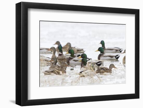 Mallards in Wetland in Winter, Marion, Illinois, Usa-Richard ans Susan Day-Framed Photographic Print