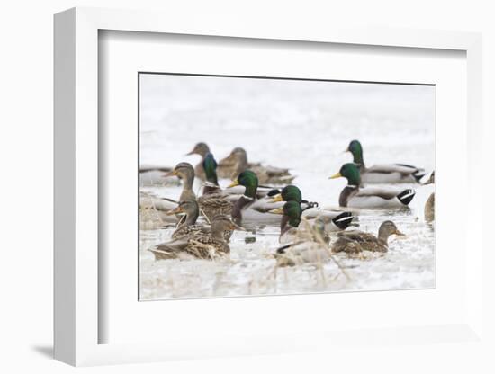 Mallards in Wetland in Winter, Marion, Illinois, Usa-Richard ans Susan Day-Framed Photographic Print