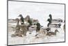 Mallards in Wetland in Winter, Marion, Illinois, Usa-Richard ans Susan Day-Mounted Photographic Print