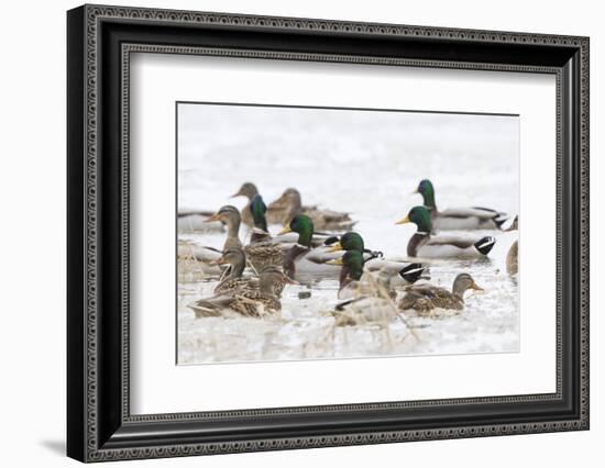 Mallards in Wetland in Winter, Marion, Illinois, Usa-Richard ans Susan Day-Framed Photographic Print