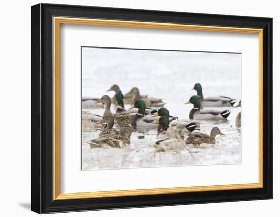 Mallards in Wetland in Winter, Marion, Illinois, Usa-Richard ans Susan Day-Framed Photographic Print