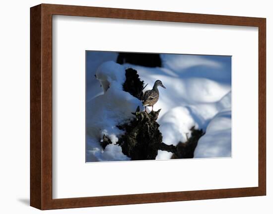 Mallards-Reiner Bernhardt-Framed Photographic Print