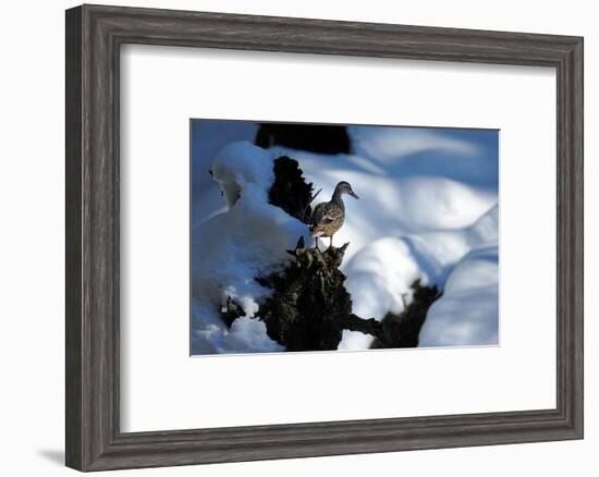 Mallards-Reiner Bernhardt-Framed Photographic Print