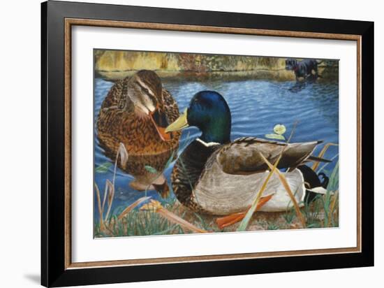 Mallards-Rusty Frentner-Framed Giclee Print