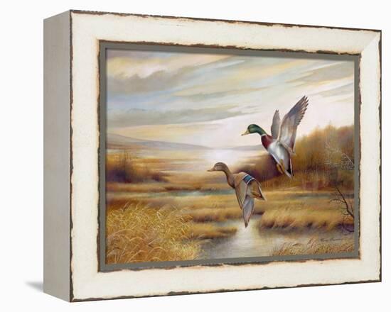 Mallards-Ruane Manning-Framed Stretched Canvas