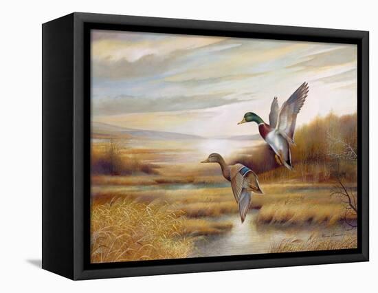 Mallards-Ruane Manning-Framed Stretched Canvas