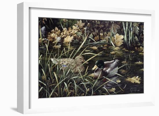 Mallards-Jeff Tift-Framed Giclee Print