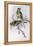 Mallee Ringneck (Platycercus or Barnardius Barnardi)-John Gould-Framed Premier Image Canvas