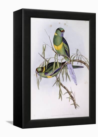 Mallee Ringneck (Platycercus or Barnardius Barnardi)-John Gould-Framed Premier Image Canvas