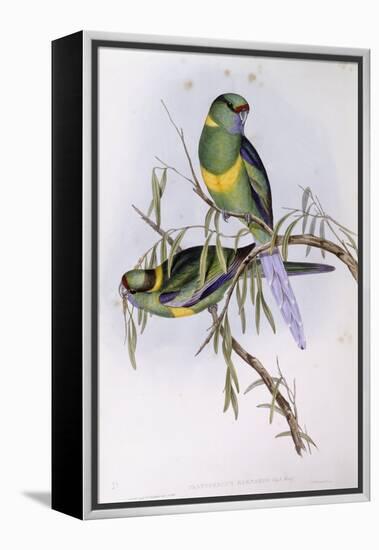 Mallee Ringneck (Platycercus or Barnardius Barnardi)-John Gould-Framed Premier Image Canvas