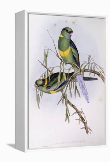 Mallee Ringneck (Platycercus or Barnardius Barnardi)-John Gould-Framed Premier Image Canvas