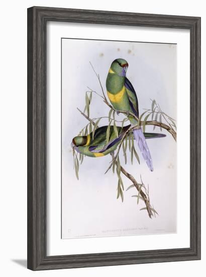 Mallee Ringneck (Platycercus or Barnardius Barnardi)-John Gould-Framed Giclee Print